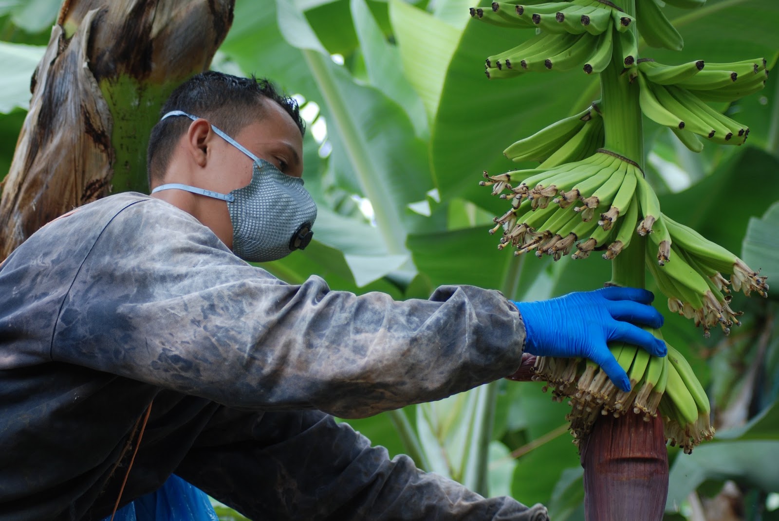 You'll Go Bananas with this Belize Tour!