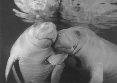 Manatee | Animal Wildlife