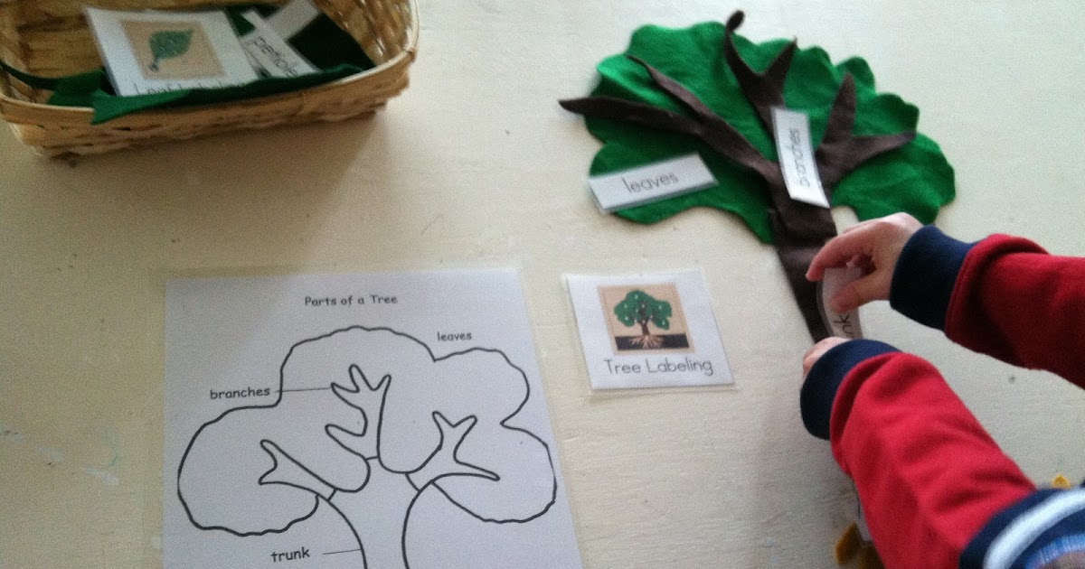 Crazy About Montessori Parts of a Tree Labeling