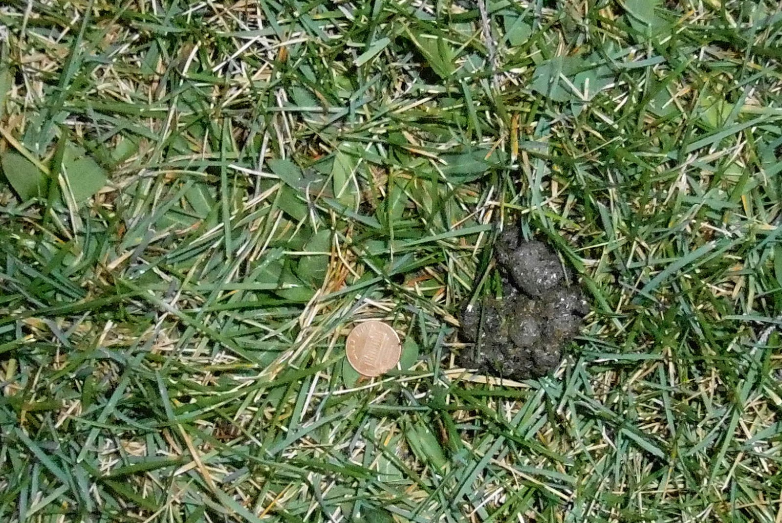 Backyard Beasts: Skunk Diggings And Droppings - 1600x1070 - jpeg Raccoon Holes In Lawn