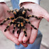 Giant Tarantula spider, Tarantula Pictures, Tarantula Facts, Information, Habitats, News