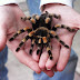 Giant Tarantula spider, Tarantula Pictures, Tarantula Facts, Information, Habitats, News