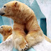Fondo de Pantalla Animales Osos polares