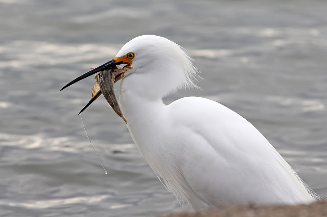 Snowy Egret Feeding