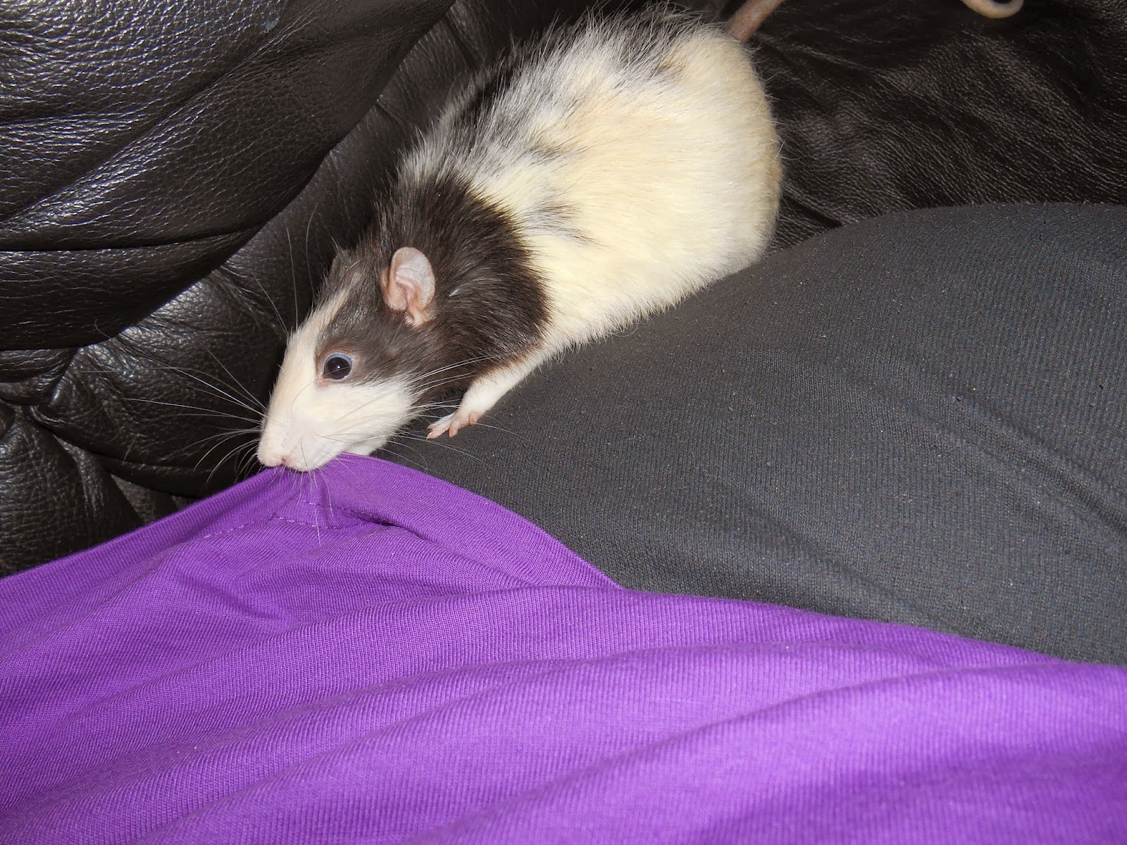 Dark Thoughts Weekly Rat Facts Rats Like To Chew