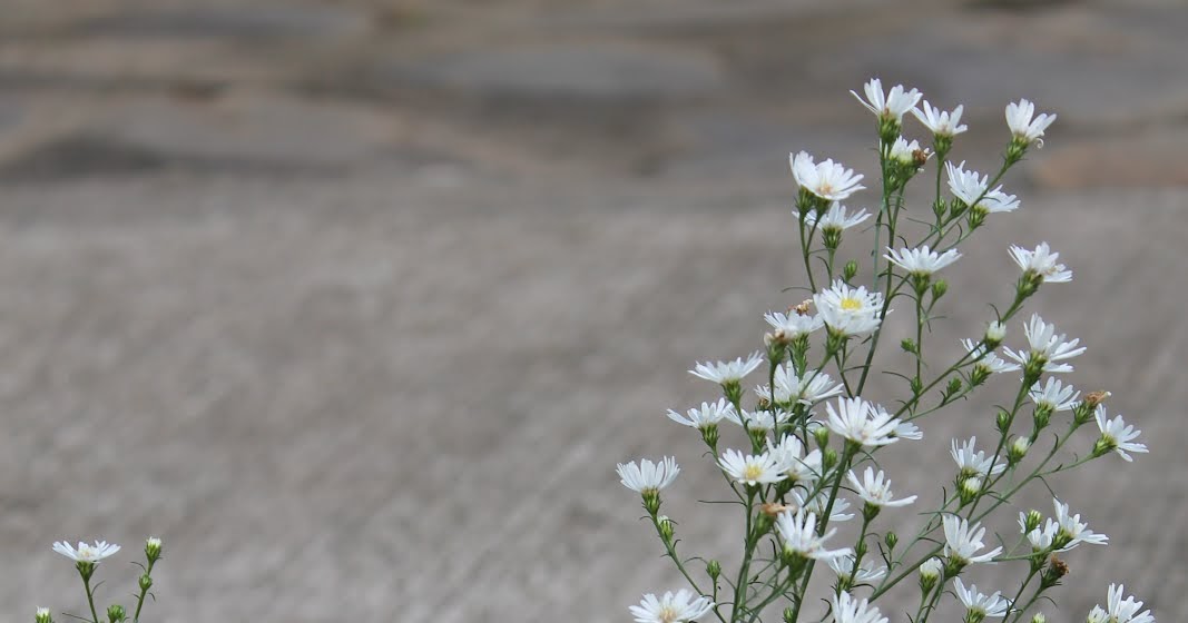 FLOWERS IN THE PHILIPPINES Baby's Breath Flower