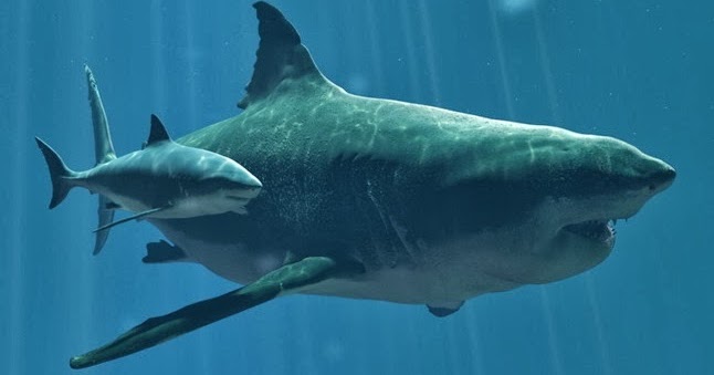 Megalodon shark | Wild Life World