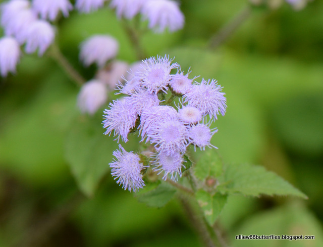 Conoclinium coelestinum (all year)