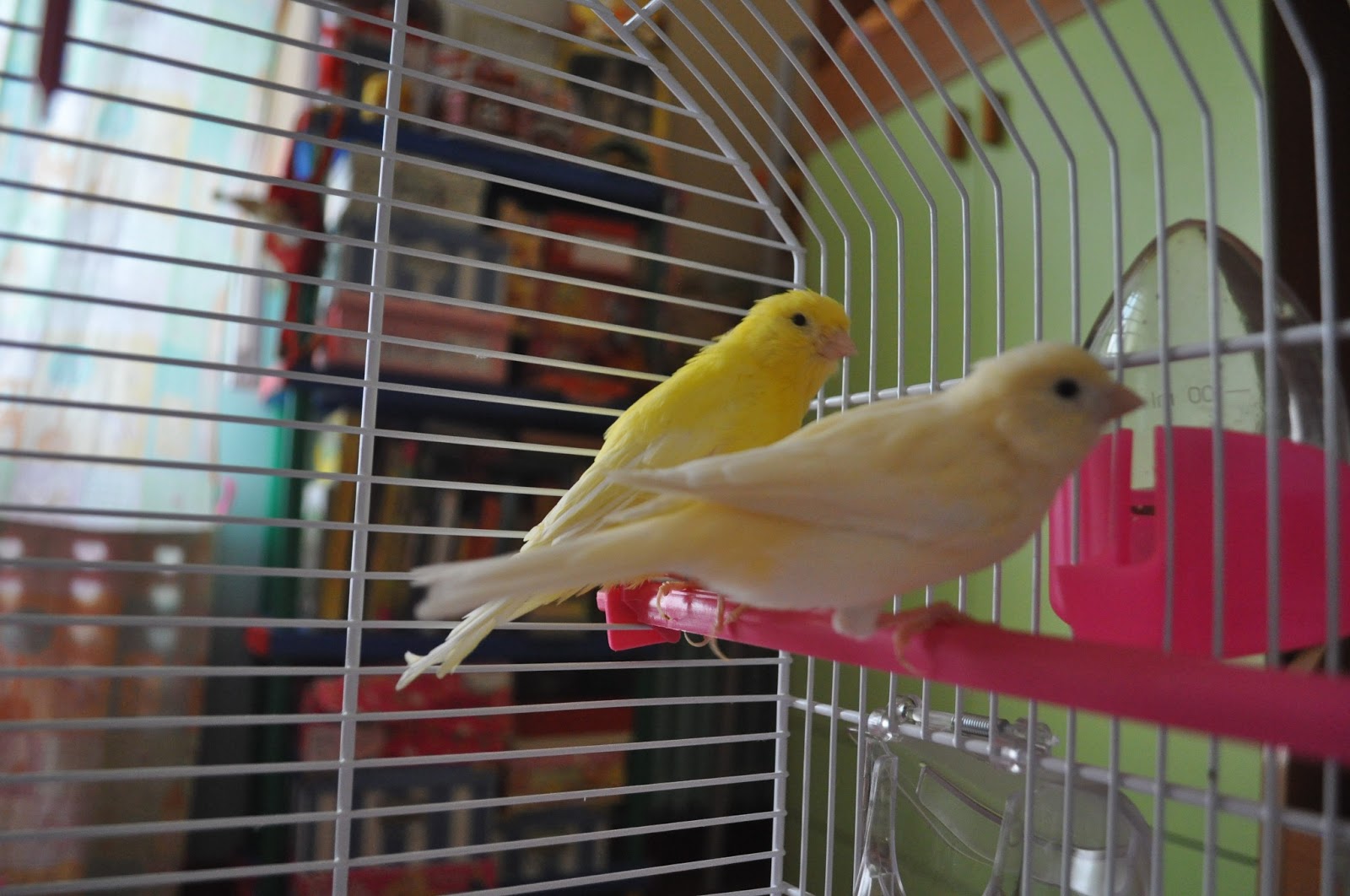 Come allevare a mano un canarino