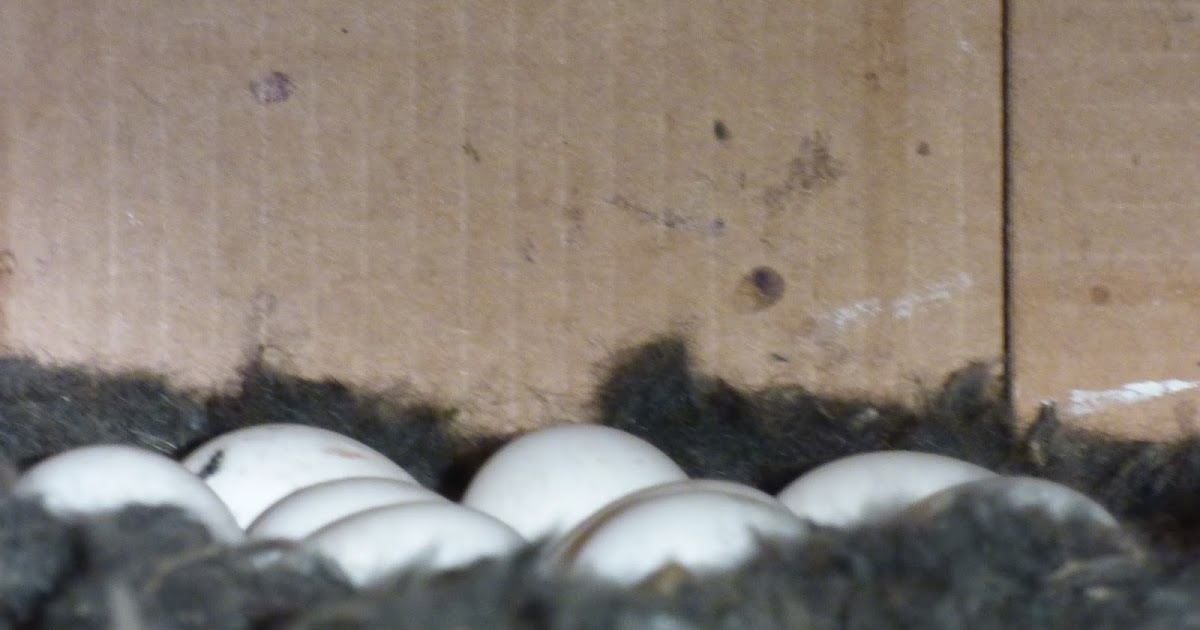 Birds Nine Barn Owl Eggs!