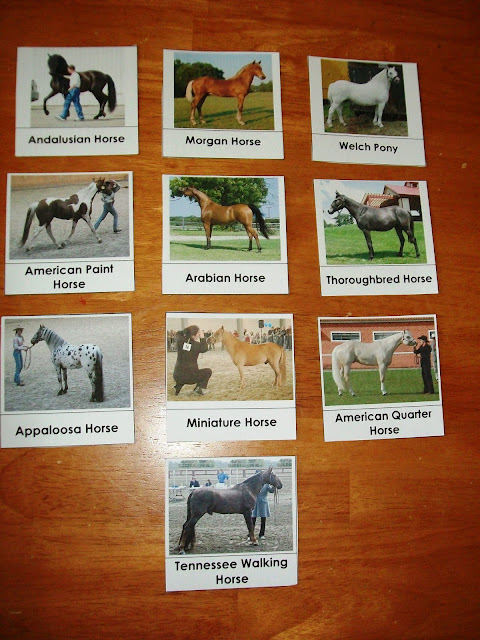 Horse Breeds Nomenclature Cards