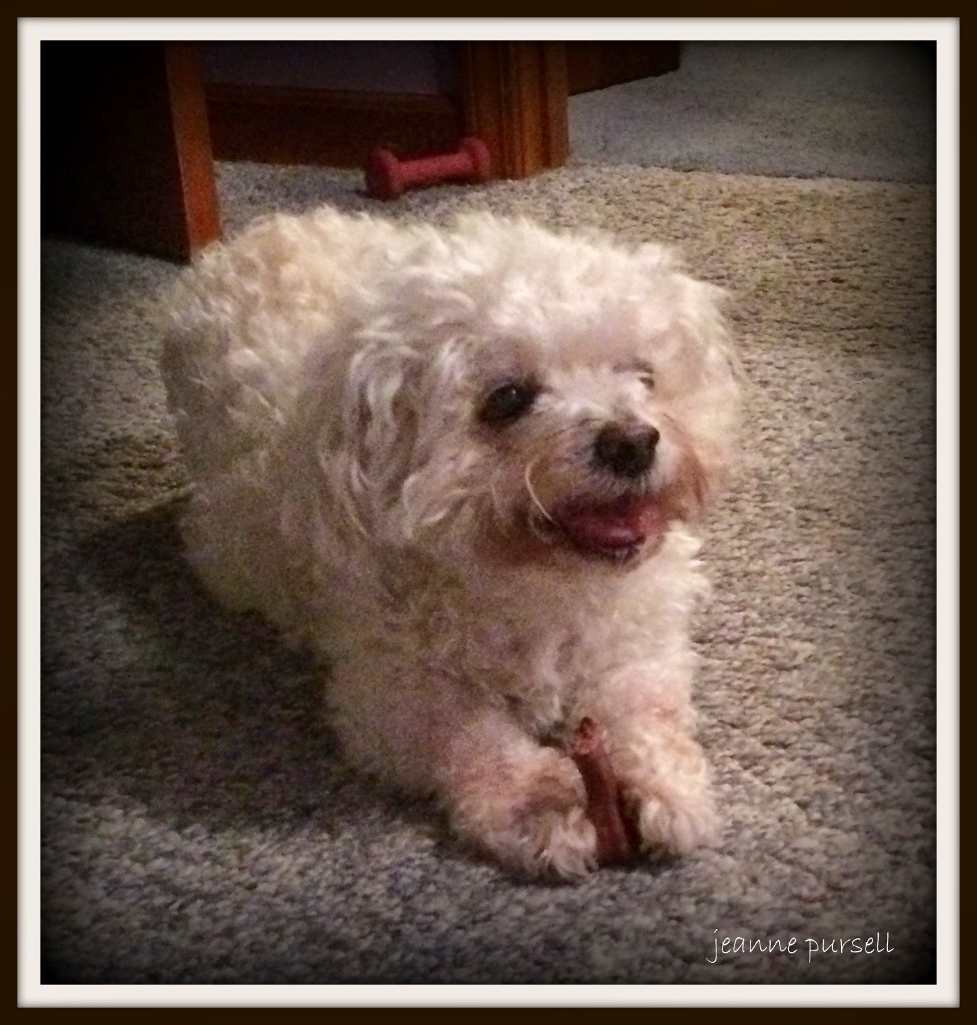 bichonpawz BLUE Bones DentalChews with a Unique Blend of Natural