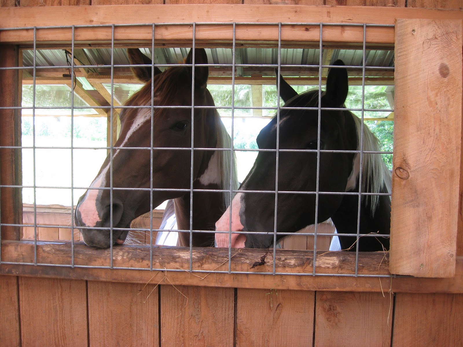 The Dancing Donkey Slow Feeders Perfected