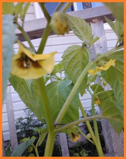 several yellow tomatillo blooms on a full-sized plant.