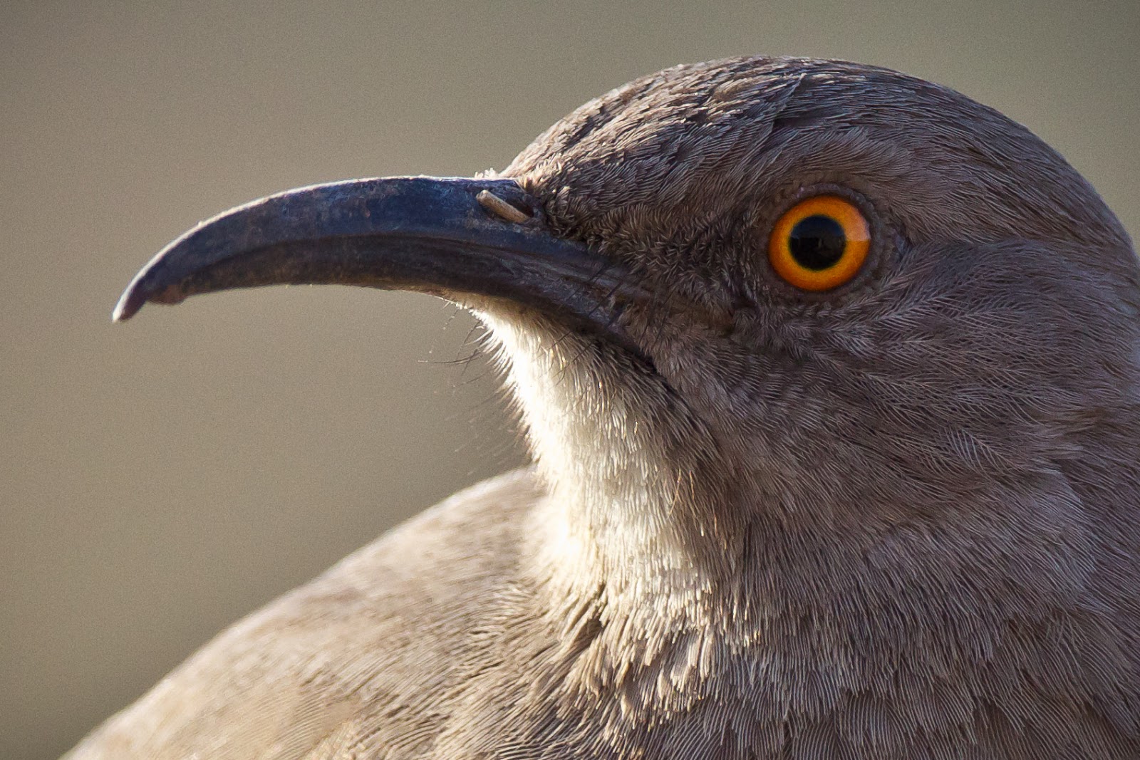 Feather Tailed Stories Curvebilled Thrasher