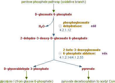 hasil jalur entner-duodoroff