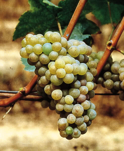 Fringe Wine Arneis California and Roero, Piemonte, Italy