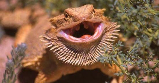 bearded-dragon-for-sale-brighton-online.jpg