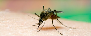 Cara Menghilangkan Bekas Gigitan Nyamuk