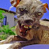 «Σκυλί-ζόμπι»περιφέροταν στην πόλη Πικαγιούν (βίντεο) 