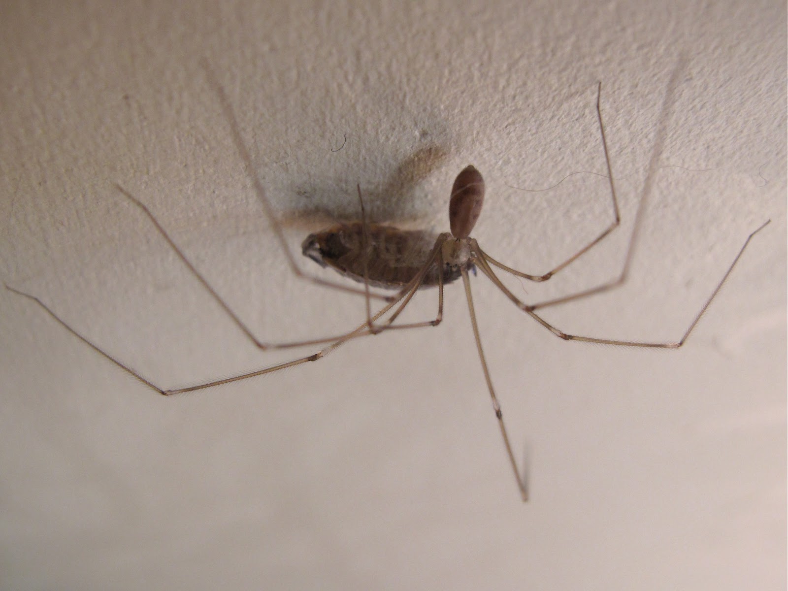 Female Daddy Long-legs Spider (Pholcus phalangioides) and eggs