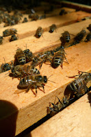 Close up of bees in bee hive