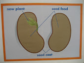 Wow!  What is inside a seed?