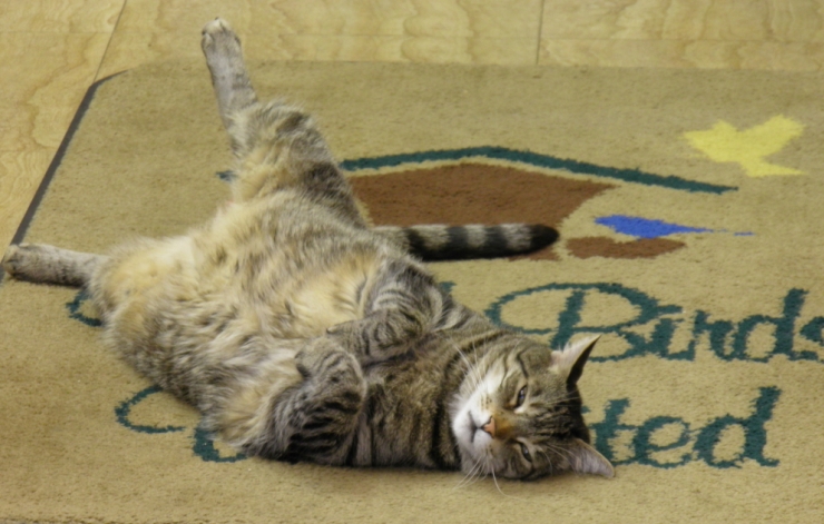 Feedthebirds 1 October 2012