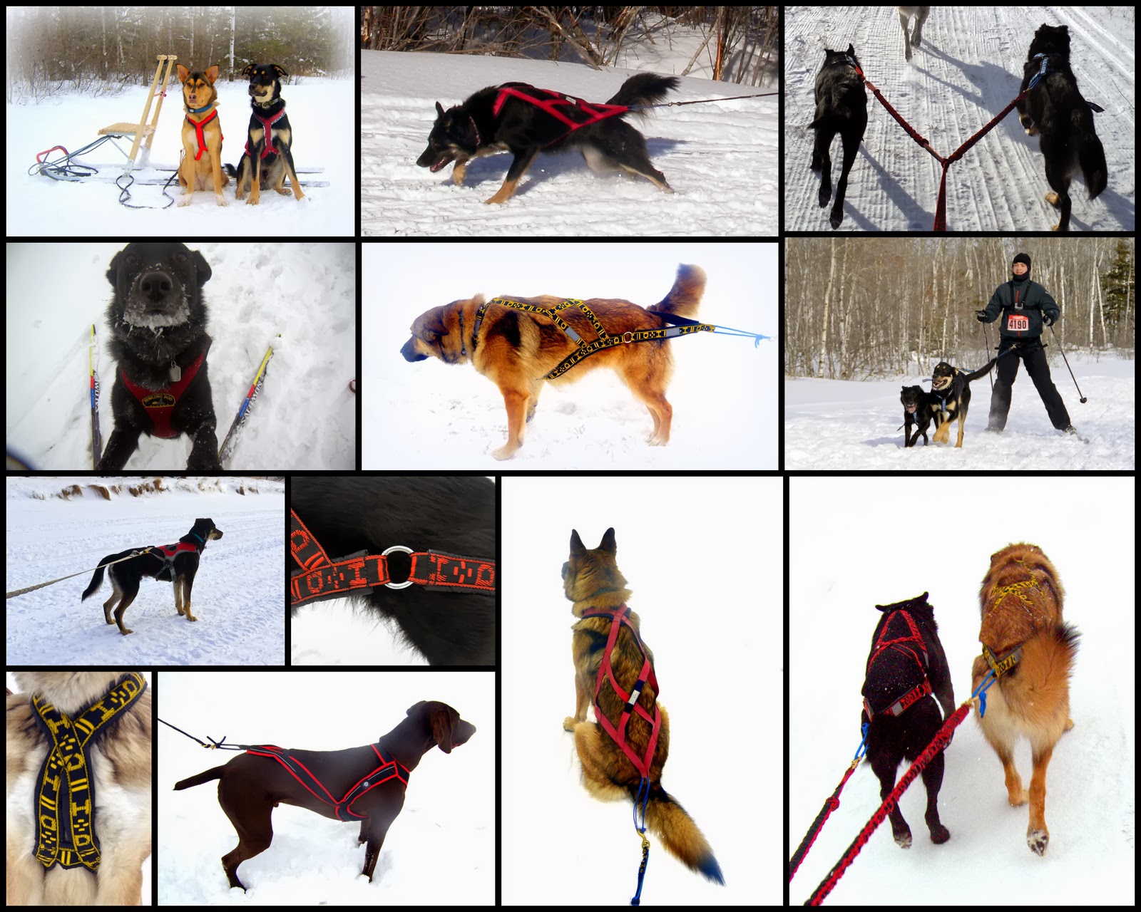 Skijor OxfordDogs Happy, Healthy Dogs and Harness Selection