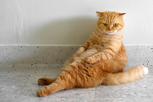 Scottish Fold Cat Amp Cardboard Box Japan Funny Cat Youtube Star