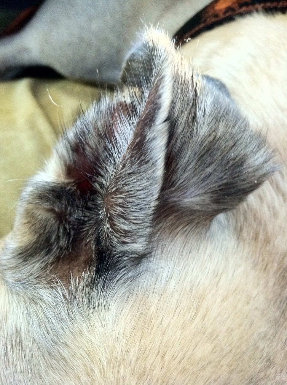 Northern Lights Greyhound Adoption Dog Blog Amazing Greyhound Ears