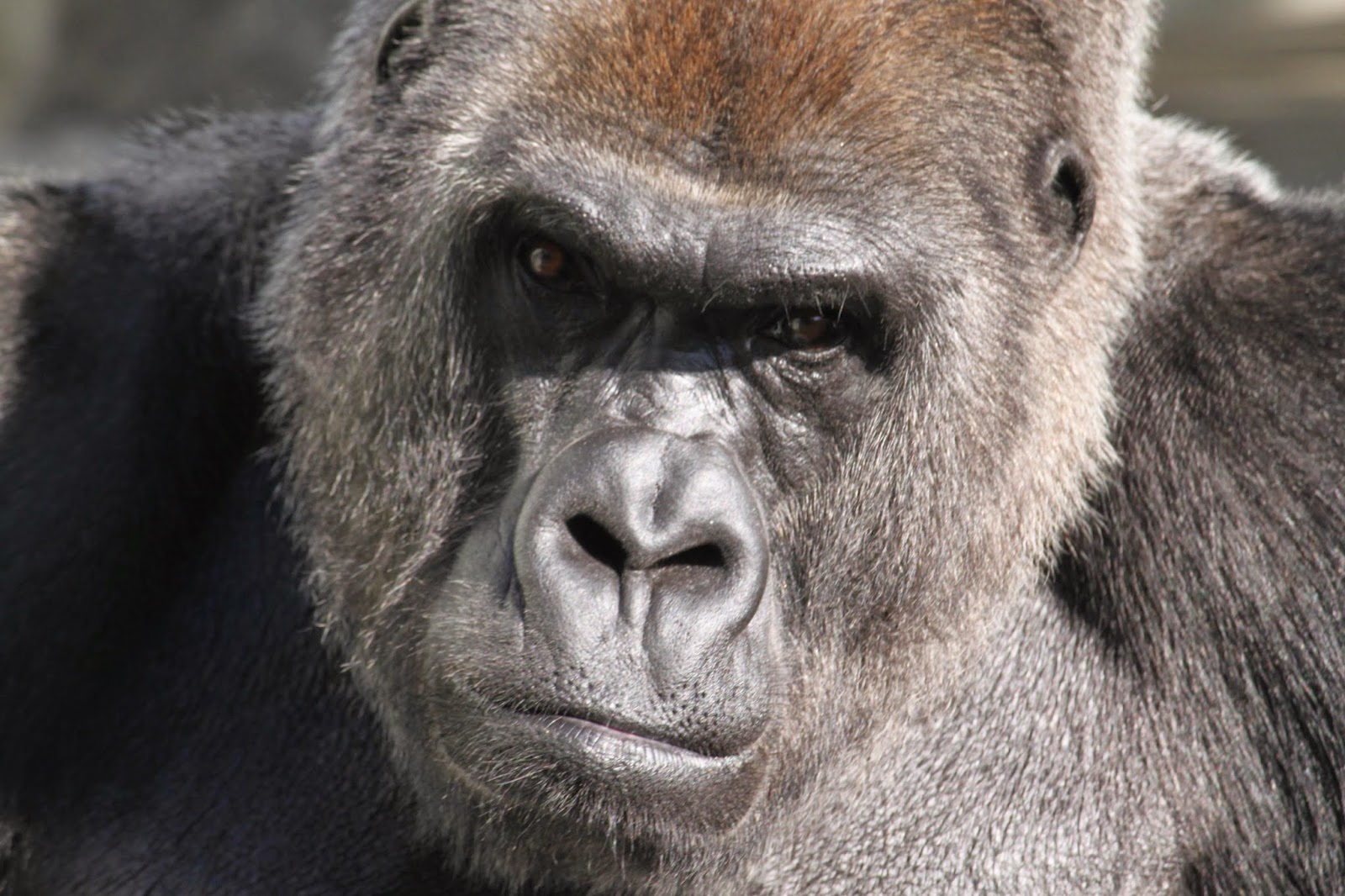 福岡市動物園ブログ 今日もイケメン ゴリラの ビンドン