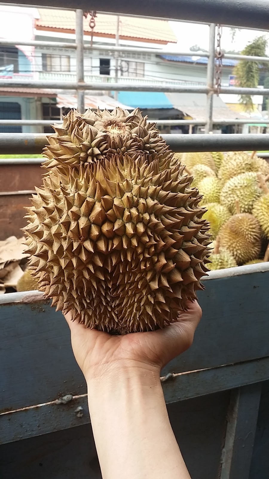 Durianlicious Golden Pillow aka Montong (in Thailand)