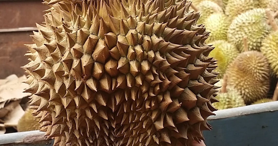 Durianlicious Golden Pillow aka Montong (in Thailand)