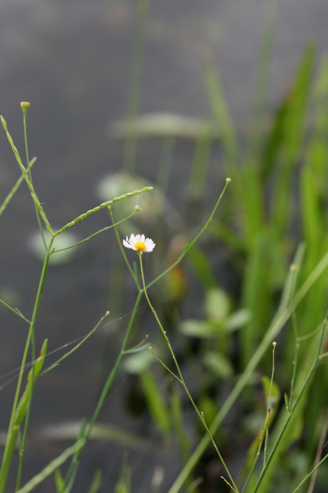Native Florida Wildflowers Doll�s Daisy Boltonia diffusa
