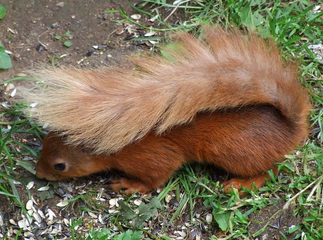 Veverita degu