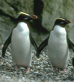 crested penguin