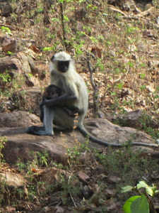 Hanuman Langur. Very common and the only monkey species in this forest.