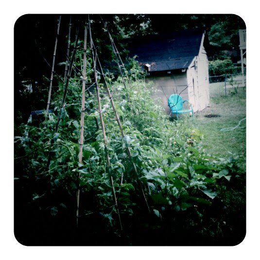 July 4 grilling, tofu hot dogs, vegetables, lobsters, lakes