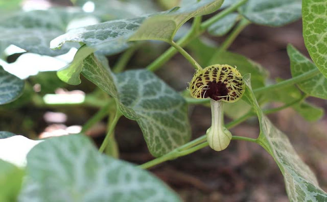 Aristolochia Fimbriata Flowers Pictures