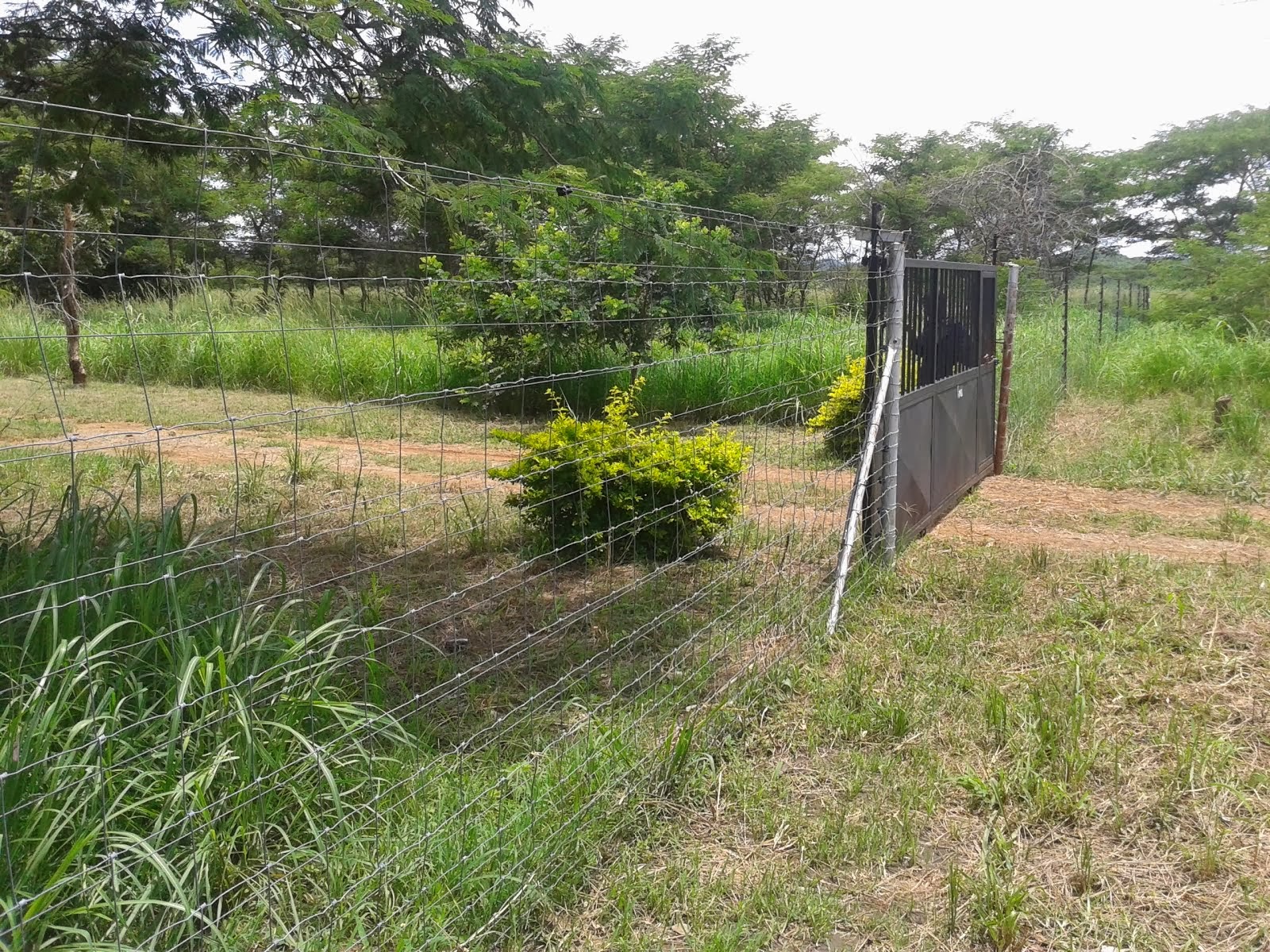 FARMS FOR SALE IN MUMBWA