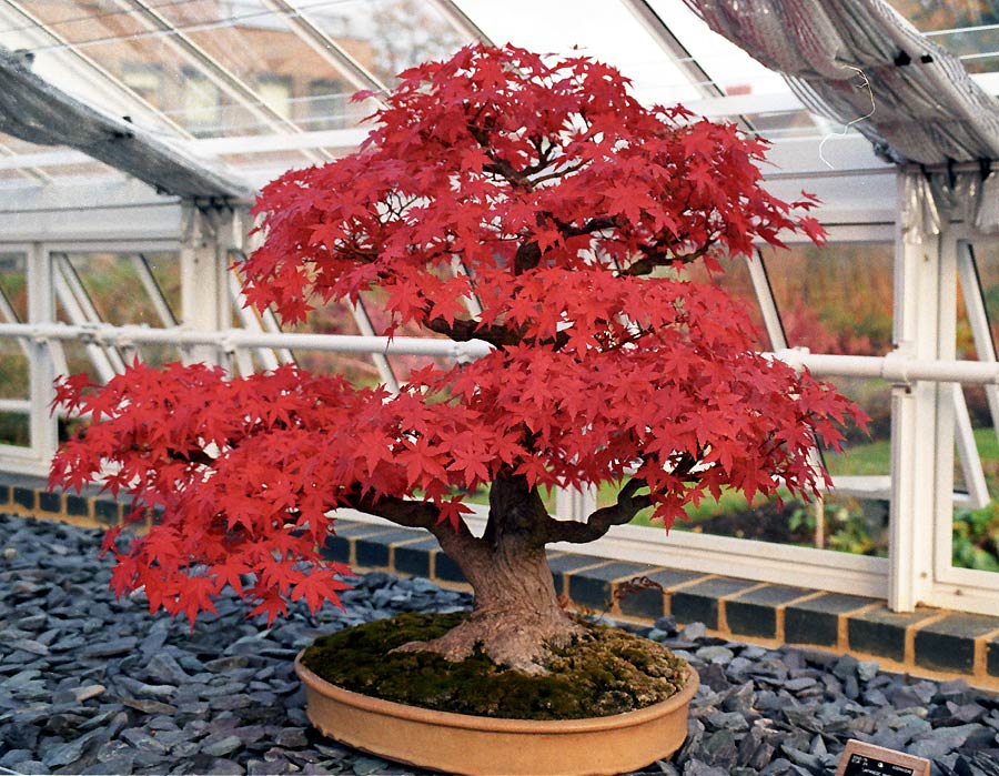 bonsai trees