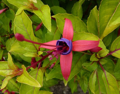 Aucuba Japonica Grow And Care Travaldo S Blog