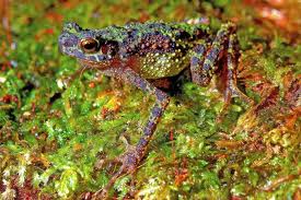 10 Katak Paling Unik Di Dunia