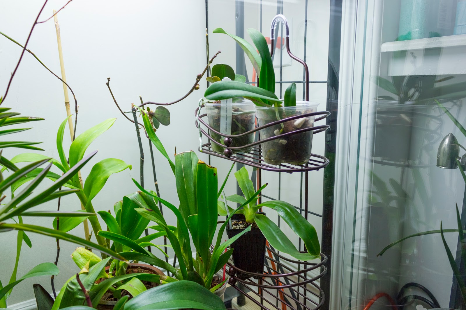 Maria's Orchids Preparing orchids for a 3 week holiday