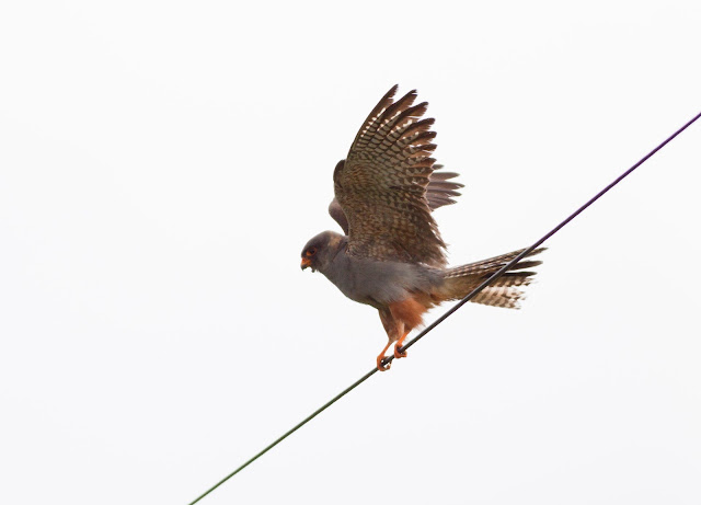 Red-footed Falcon - Chatterley, Staffordshire