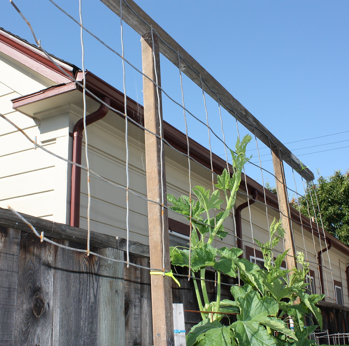 Frugal Frolic Tuesday Garden Update Trellis extension and herb