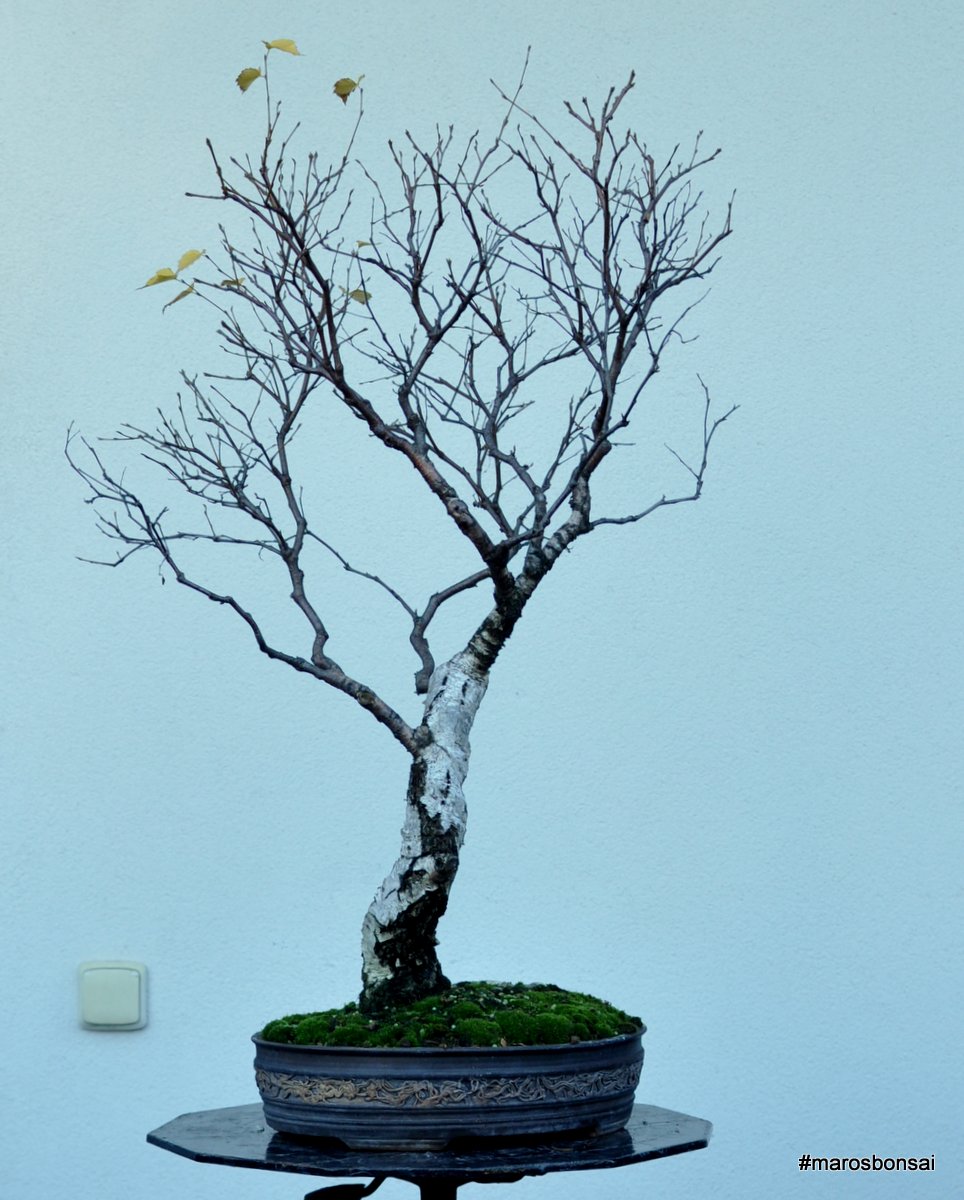 Maros Bonsai Blog Birch "The White Lady"