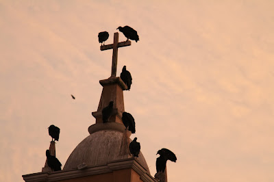 Iglesia La Ermita de Barranco with Gallinazo (Black Vultures)