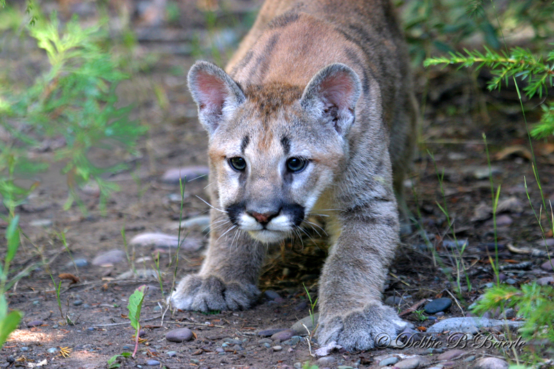 cub cougar